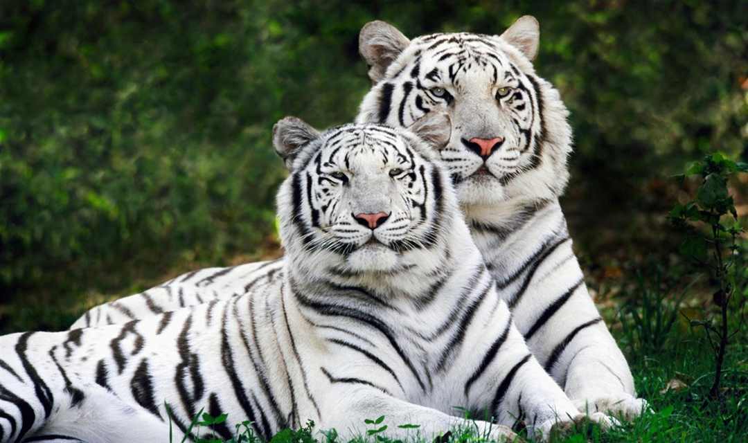 Hổ trắng hoặc bạch hổ là biến thể sắc tố của hổ Bengal