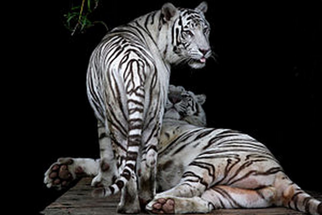 Hổ Bengal trắng sinh 4 ở Trung Quốc