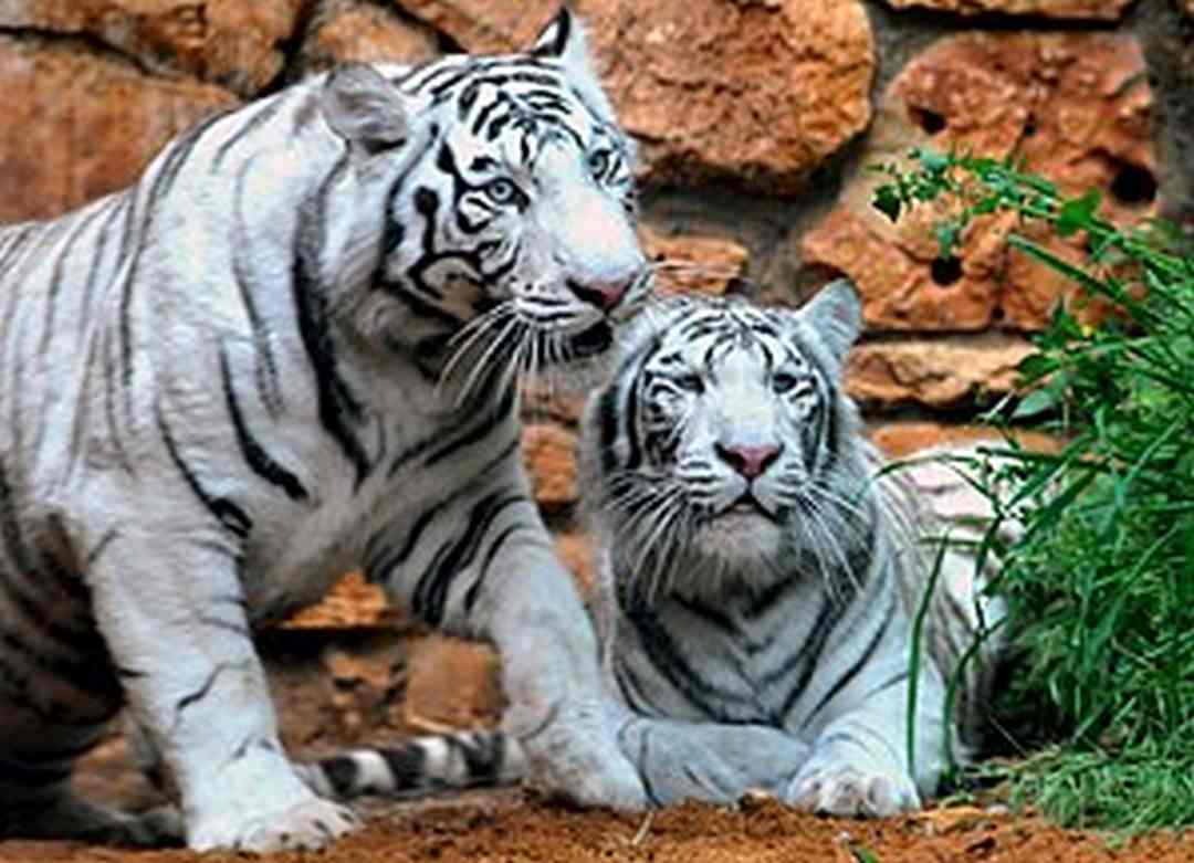 Lai tạo thành công hổ Bengal trắng ở Việt Nam