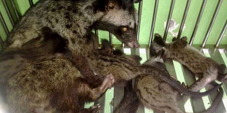 Cầy hương đã được thuần dưỡng, mỗi năm có thể đẻ 2 lứa