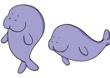 Lý do số lượng bò biển đang bị giảm là do đâu?