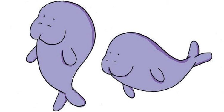 Lý do số lượng bò biển đang bị giảm là do đâu?