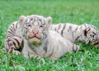 Nơi chăm sóc và bảo tồn hổ Bengal tại Việt Nam