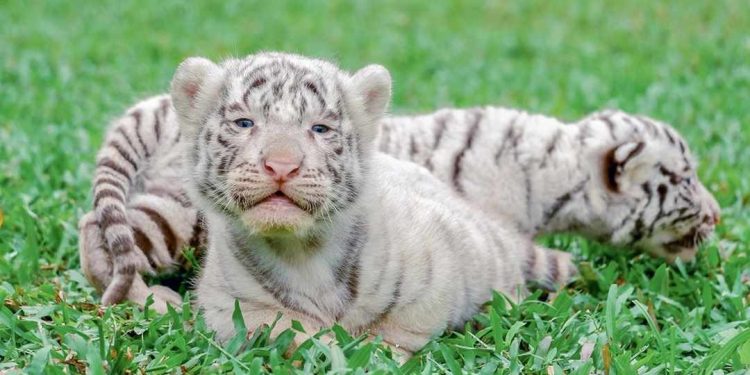 Nơi chăm sóc và bảo tồn hổ Bengal tại Việt Nam