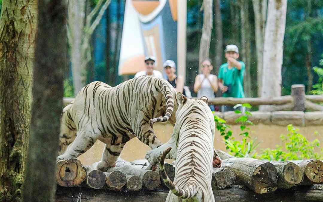 Vinpearl Safari Phú Quốc chú trọng kiến tạo môi trường sống tự nhiên