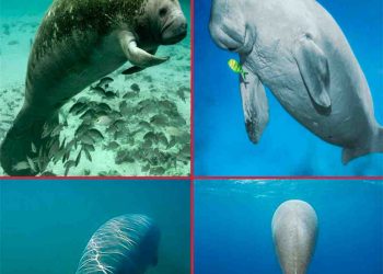 Sự khác biệt của phần đuôi bò biển và lợn biển.