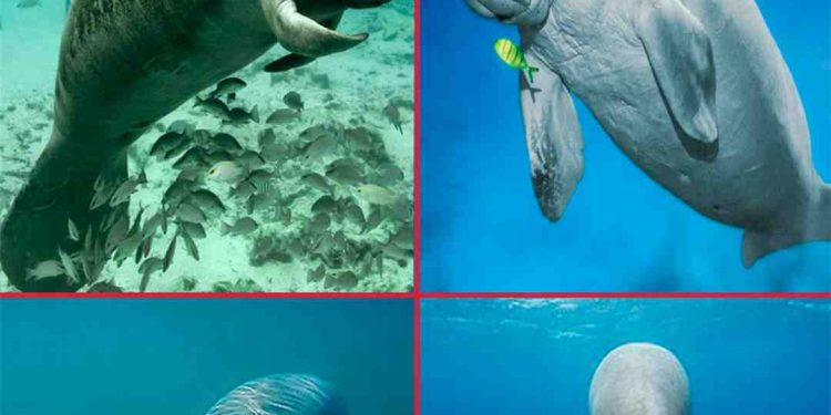 Sự khác biệt của phần đuôi bò biển và lợn biển.