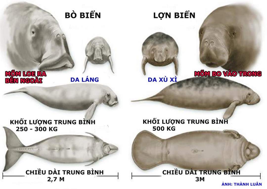 Phân biệt bò biển và lợn biển. Ảnh việt hóa: Thành Luân