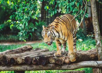 Tốc độ của hổ Bengal là 56km/h (Deer and Tiger, 1967)