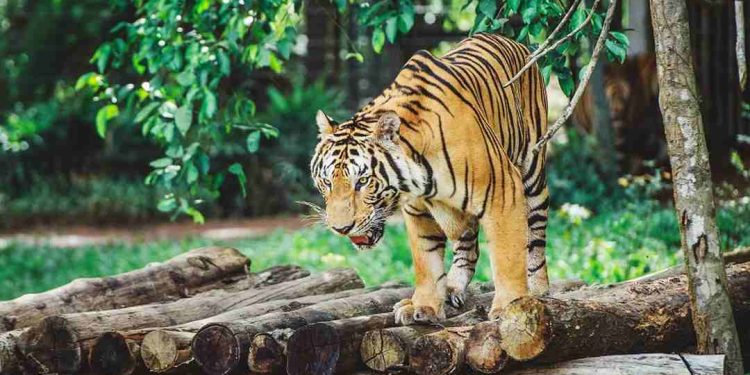 Tốc độ của hổ Bengal là 56km/h (Deer and Tiger, 1967)