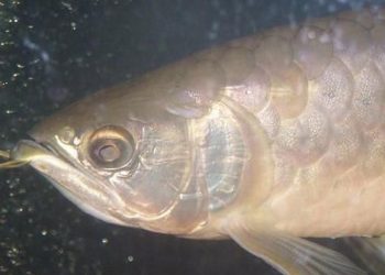 Nguyên nhân chính của bệnh đục mắt là do chất lượng nước kém