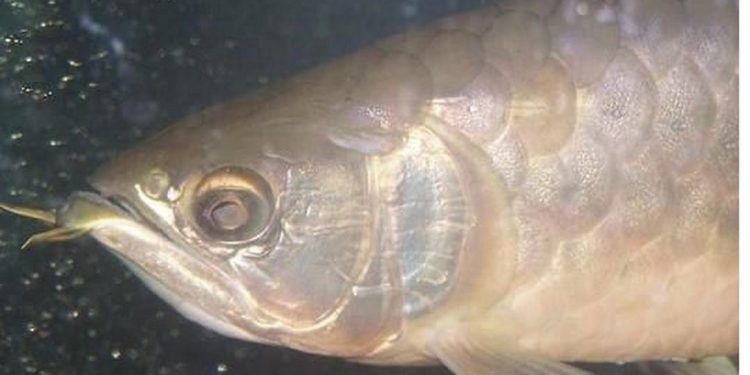 Nguyên nhân chính của bệnh đục mắt là do chất lượng nước kém