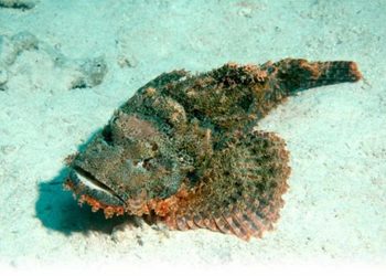 Cá mặt quỷ ăn gì?