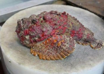 Cá mặt quỷ nấu món gì ngon?