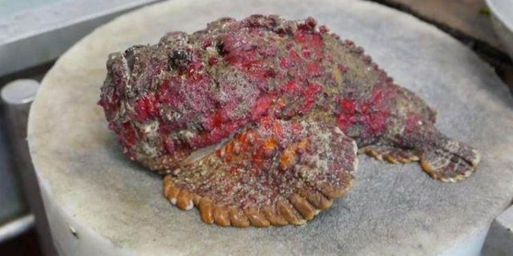 Cá mặt quỷ nấu món gì ngon?