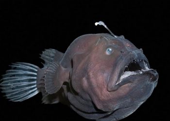 Cách sơ chế cá Mặt Quỷ tránh bị trúng nọc độc