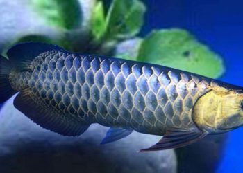 Cá rồng đen (Hắc Long) với tên khoa học là Osteoglossum Bicirrosum