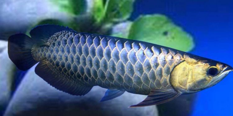 Cá rồng đen (Hắc Long) với tên khoa học là Osteoglossum Bicirrosum