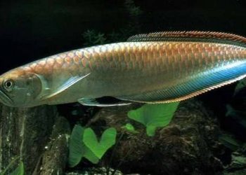 Cá rồng Thanh long