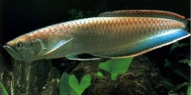 Cá rồng Thanh long