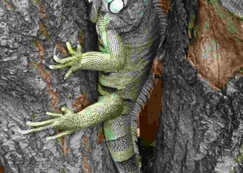 Đây là loài rất ưa nước vì vậy thường sống ở những nơi gần nước