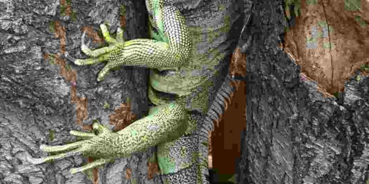 Đây là loài rất ưa nước vì vậy thường sống ở những nơi gần nước