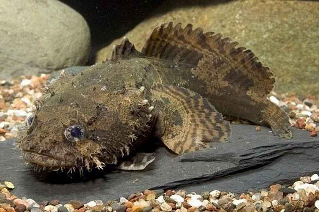 Mẫu cá mặt quỷ Inimicus sinensis được thu trực tiếp từ các ghe