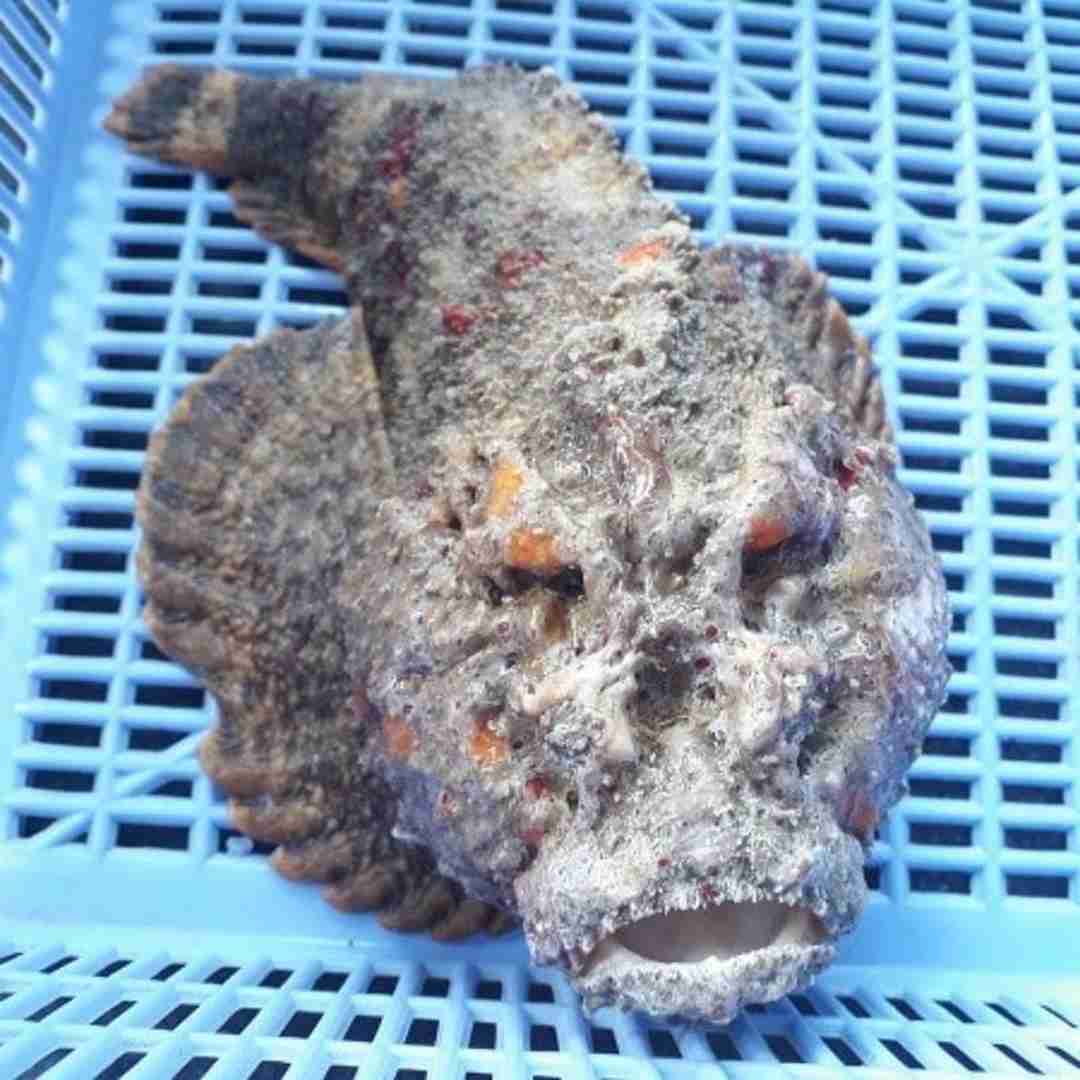 Cá mặt quỷ Inimicus sinensis là loài cá da trơn, màu xám nâu