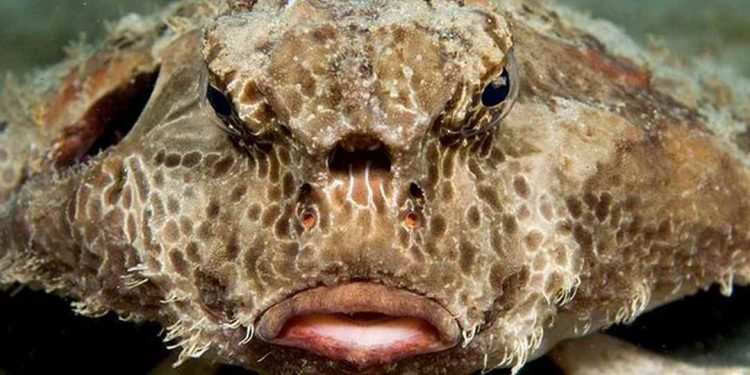 Cá mặt quỷ Inimicus sinensis thuộc họ cá Mù Làn