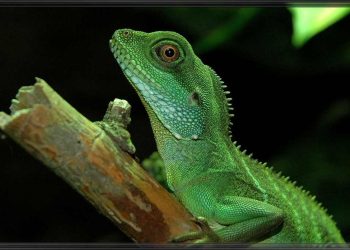 Rồng đất lên bàn nhậu và nguy cơ tuyệt chủng