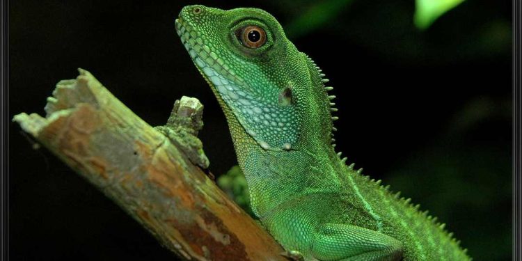 Rồng đất lên bàn nhậu và nguy cơ tuyệt chủng