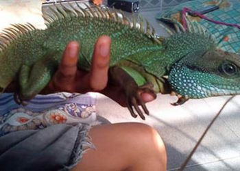 Thú vui nuôi rồng đất như thế nào?