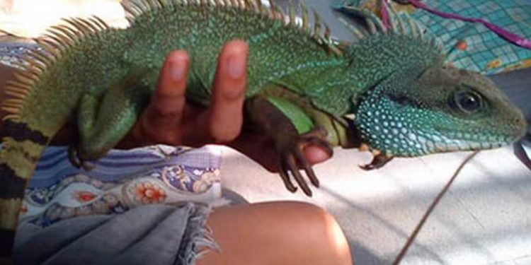 Thú vui nuôi rồng đất như thế nào?