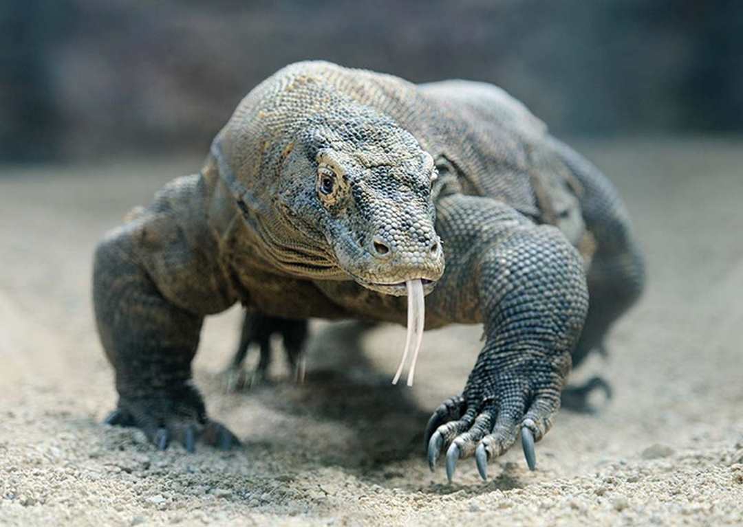 Rồng Komodo là một loài thằn lằn sống ở đảo Komodo