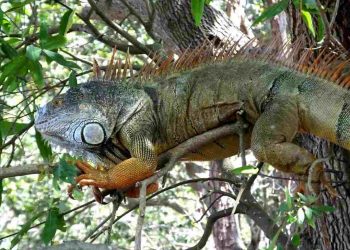 Rồng Nam Mỹ có gì thú vị?
