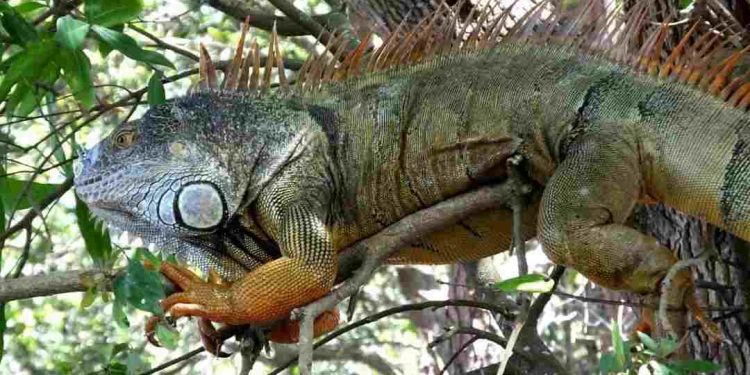 Rồng Nam Mỹ có gì thú vị?