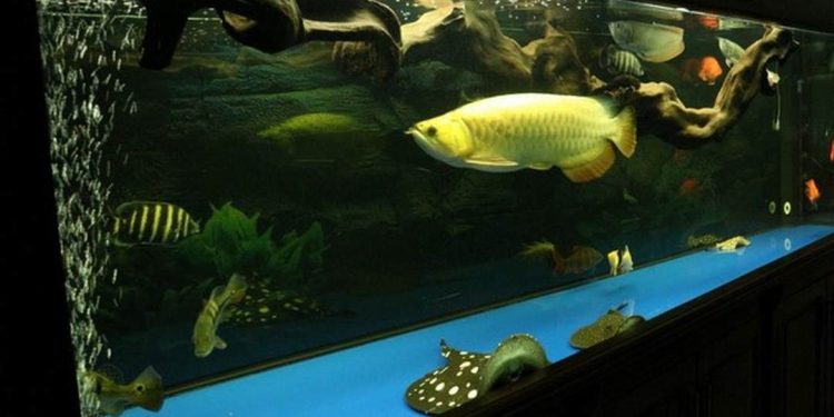 Cách chăm sóc cá rồng sống lâu