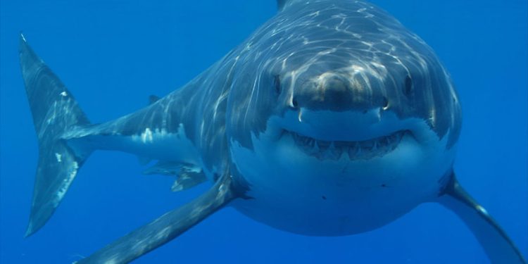 Cách Bảo Vệ Cá Mập Trắng