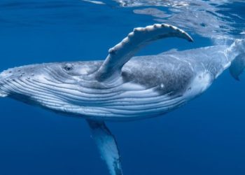 Tổng quan về các mối đe doạ đến cá với lưng gù