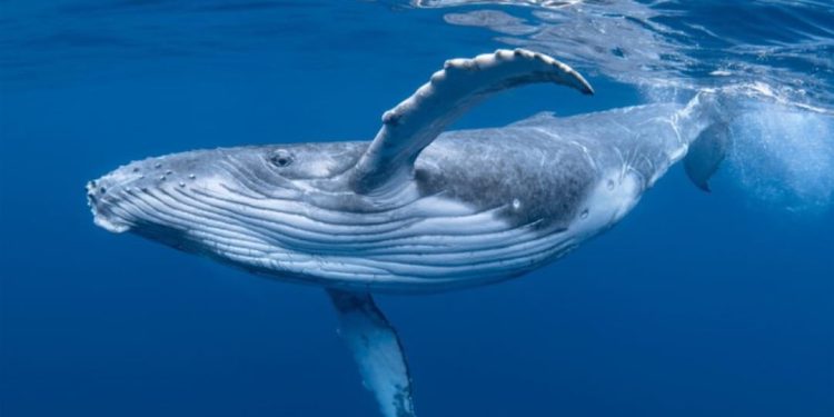 Tổng quan về các mối đe doạ đến cá với lưng gù