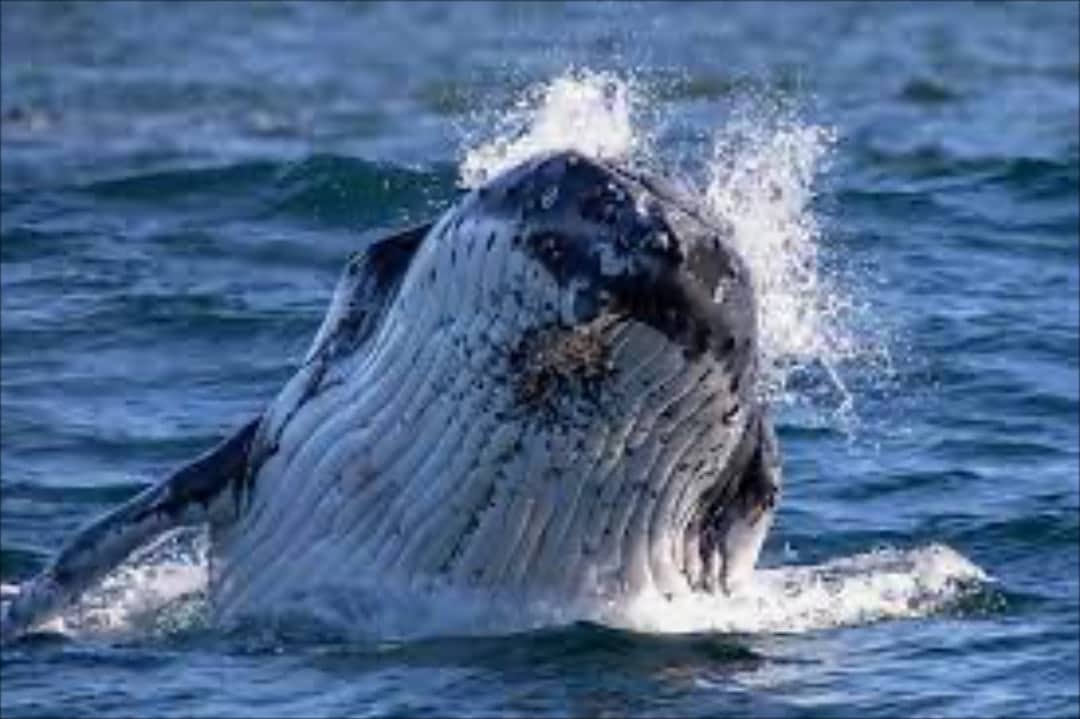 Các mối đe doạ đến cá voi lưng gù từ con người