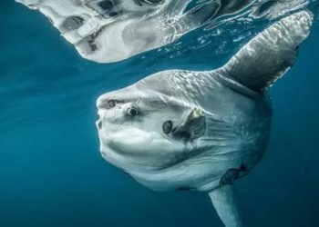 Những đặc điểm của Cá Mặt Trăng: Tổng quan