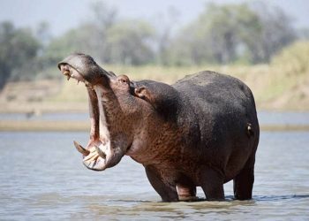 Đặc điểm của Hà Mã về ngoại hình