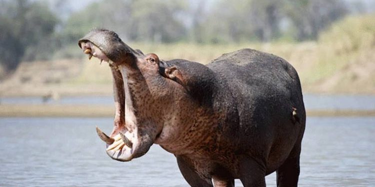 Đặc điểm của Hà Mã về ngoại hình