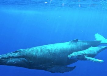 Nguồn gốc và phân bố của Cá Voi Lưng Gù