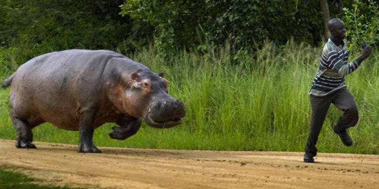 Hà mã có ăn thịt người hay không?