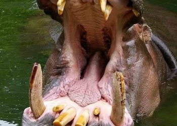 Tổng quan về hà mã