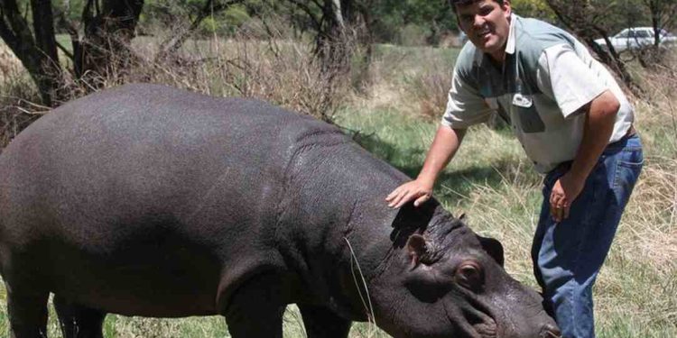 Cách phòng tránh hà mã tấn công?