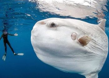 Cách sinh sản của Cá Mặt Trăng