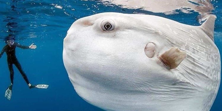 Cách sinh sản của Cá Mặt Trăng